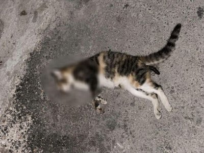 Граждани питат: Общинари ли тровят котки в столичния квартал "Света Троица"? (СНИМКИ)