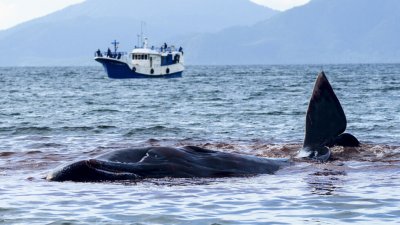 Кораб акостира в Ню Йорк със заклещен мъртъв кит