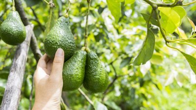 Климатичните промени удрят и авокадото
