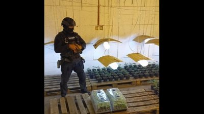 Откриха наркооранжерия в мандра край Радомир (СНИМКИ)