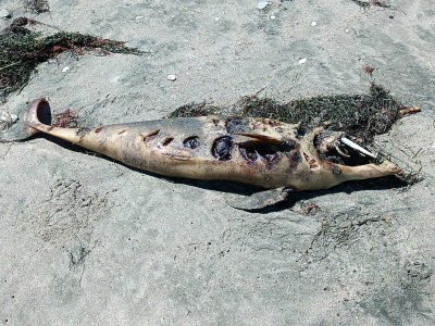 Морето изхвърли мъртъв малък делфин на плажа в Бургас Трупът