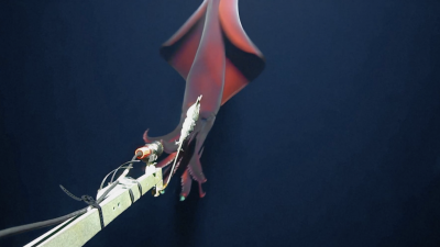 Учени заснеха рядка светеща дълбоководна сепия На кадри направени по