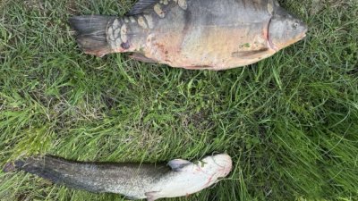 В Монтанско заловиха трима рибари извършвали бракониерски улов Нарушителите на забраната