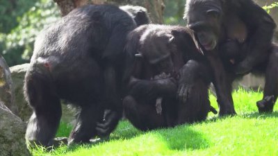 Сърцераздирателно: Шимпанзе отказва да се раздели с мъртвото си бебе цели три месеца 