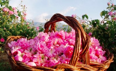 Месец по рано започна прибирането на листенцата на прословутата българска роза