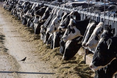 Напаст: Откриха птичи грип в говеждо