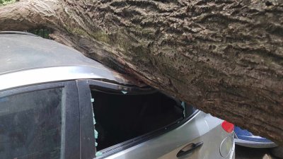 Дърво падна върху автомобил до сградата на 5 о РПУ