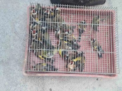 Защитени 9 пойни птици са иззети от частен адрес в