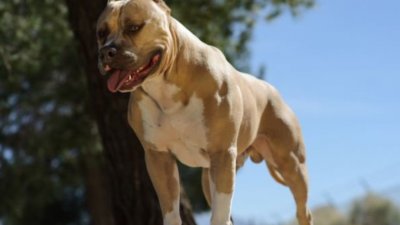Забрана за отглеждане на опасни породи кучета или строг контрол