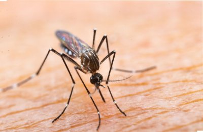 В Европа одобриха първата ваксина срещу вирус, разнасян от тигровия комар