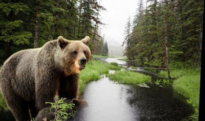 Софиянки се изгубиха в Трънско, в района на изчезването им бродила мечка