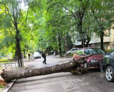 Окастрено дърво падна на пъпа на София Инцидентът е станал