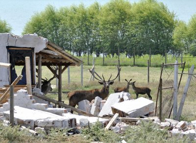 Застрелян елен беше открит край яз Кърджали съобщиха от полицията