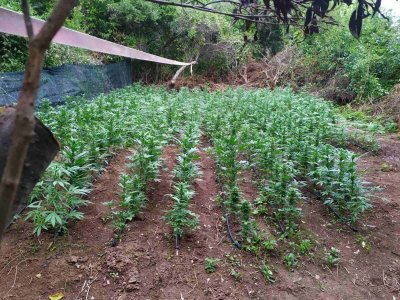 Полицейски служители от Петрич откриха двор с марихуана в село