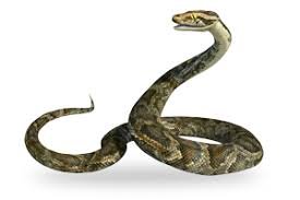 Двама метнаха змия на гише в общината на Разград 