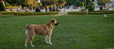 Планът на турското правителство за умъртвяване на бездомните кучета за които не може