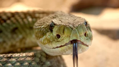 Двама тарикати подхвърлиха змия на гише в Община Разград