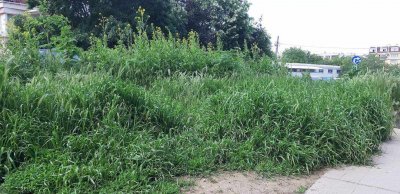 Положението с неокосената трева в София вече излиза извън контрол