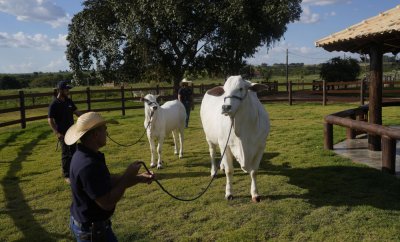 Бразилия има стотици милиони крави но една в частност е