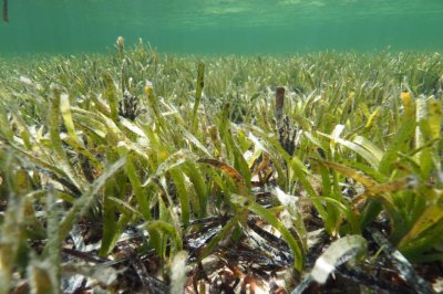 Учени откриха 1400 годишна морска трева в Балтийско море съобщи