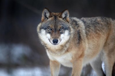 Вълци нападат кошари стигнали са до дворовете хората в струмянските