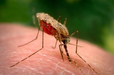 Ръст на болестите пренасяни от комари в Европа