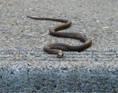 Вадиха змия от СИК в кюстендилско село