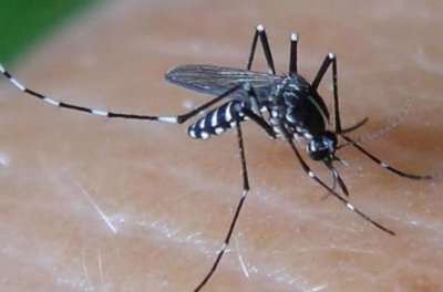 Внимание: Тигрови комари пренасят денга у нас