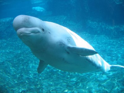 Два кита белуга са били евакуирани от аквариум в разкъсваната от
