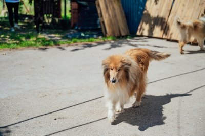 Само в Lupa.bg: Олигофрен изостави 5-те си породисти кучета