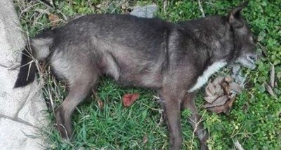 Полицията издирва сериен убиец на кучета в Сливен