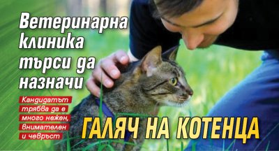 Ветеринарна клиника търси да назначи галяч на котенца