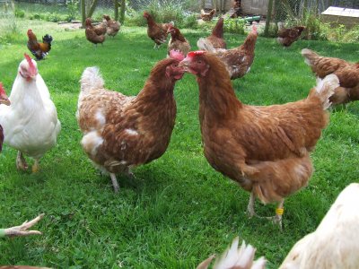 Новозеландец купи погрешка 1000 кокошки, чуди се къде да ги тури