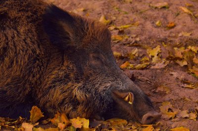 БАБХ откри африканска чума в 44 диви прасета