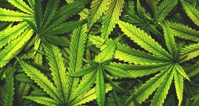 Арестуваха 30-годишен в Свищов за 3 кг марихуана