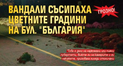 Грозно! Вандали съсипаха цветните градини на бул. "България"