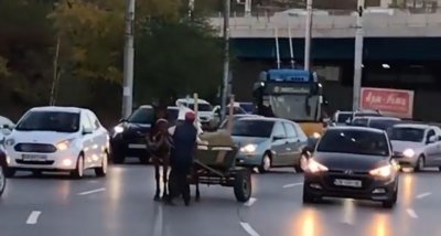 Стреснат кон с каруца блокира столично кръстовище в час пик (ВИДЕО)