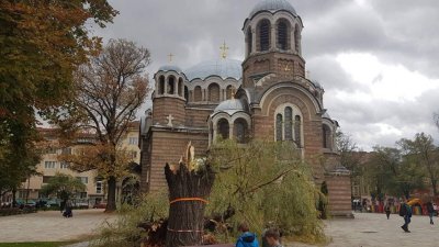 Рухна една от емблематичните върби пред "Св. Седмочисленици" 