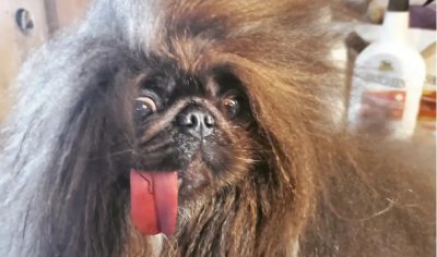 Пекинез спечели титлата "Най-грозното куче на света"