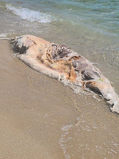 Потрес! Убит делфин изхвърли морето на Южния плаж във Варна (СНИМКИ)