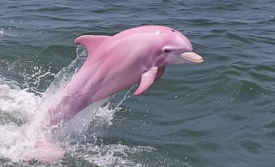 Общински съветник „видя“ розов делфин край Приморско
