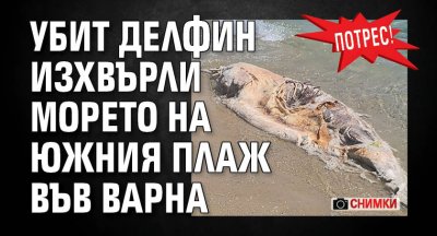 Потрес! Убит делфин изхвърли морето на Южния плаж във Варна (СНИМКИ)