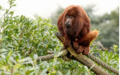 Най малко 234 застрашени маймуни от вида мексикански мантиев ревач