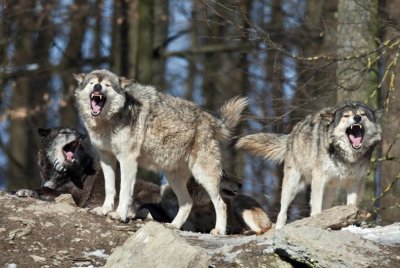 Вълци разкъсаха жена в зоопарк край Париж 