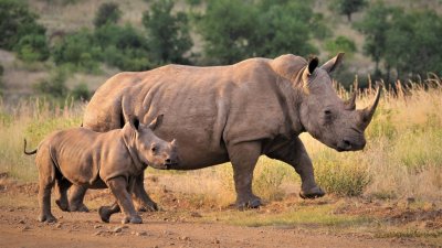 Инжектират радиация в рогата на носорози, за да ги спасят от бракониери