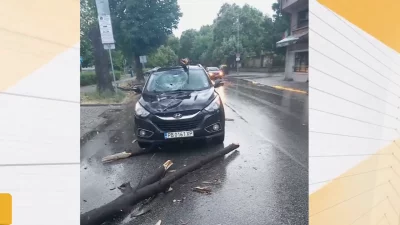 Дърво падна върху автомобил и пешеходка в Пловдив (СНИМКА)