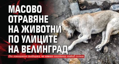 Масово отравяне на животни по улиците на Велинград