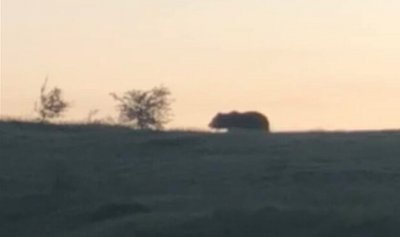 Мечка нападна стадо животни Случката е от местността Бедек близо
