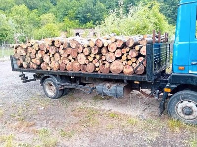 Агенцията по горите прекрати дейността на две сечища