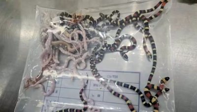 Хванаха контрабандист със 100 живи змии в панталоните си в Китай